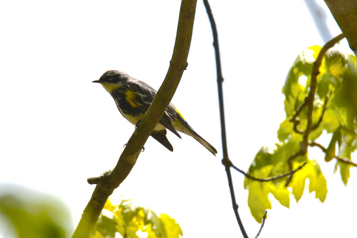 Yellow-rumped Warbler - ML233954331