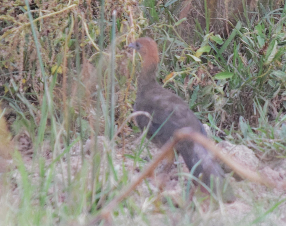 Chestnut-headed Chachalaca - ML233956431