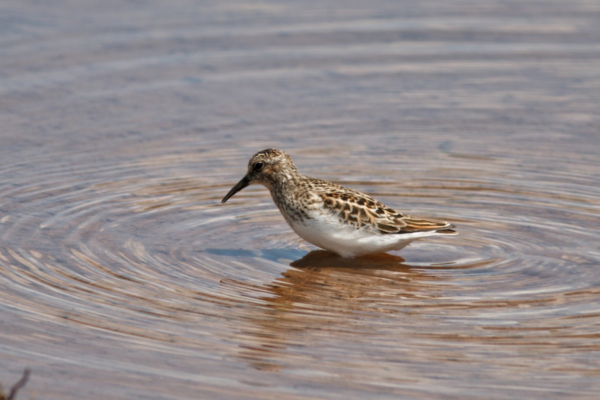 Least Sandpiper - Andy Wilson