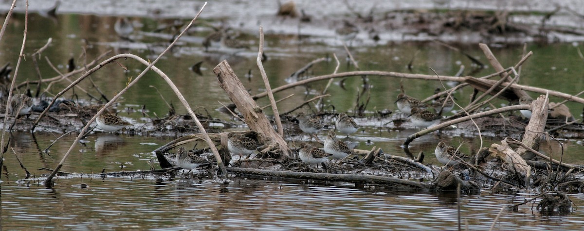 Least Sandpiper - Andy Wilson