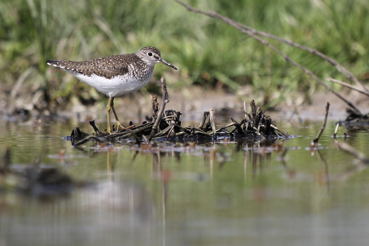 Solitary Sandpiper - Adit Nehra