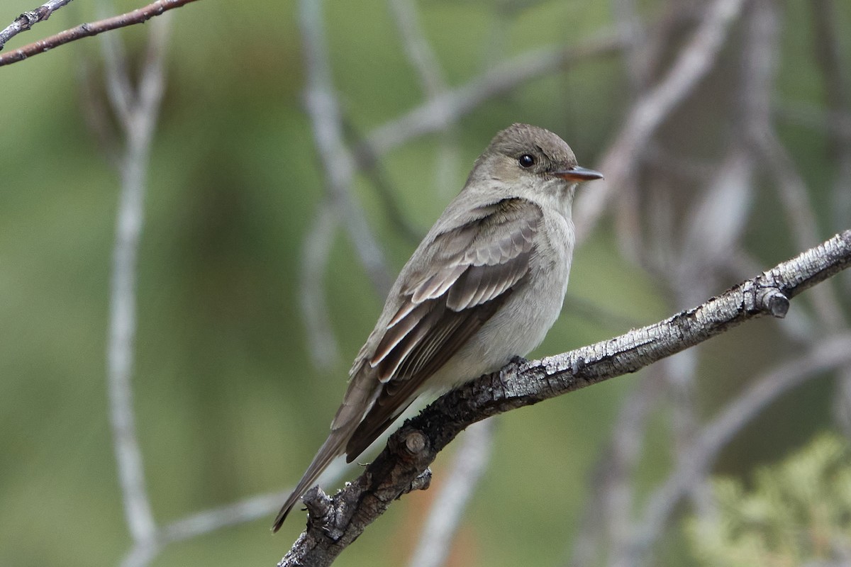 Western Wood-Pewee - ML233959751