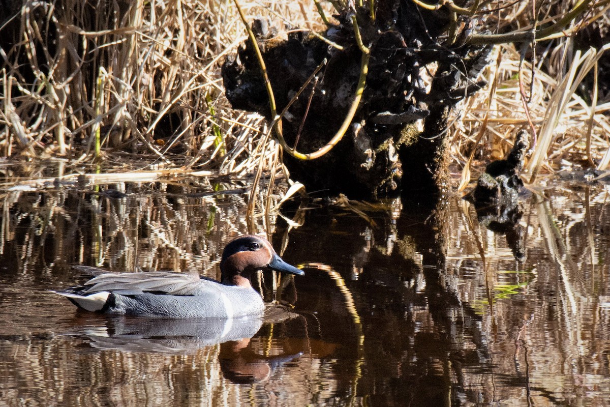 Green-winged Teal - Evan Warren