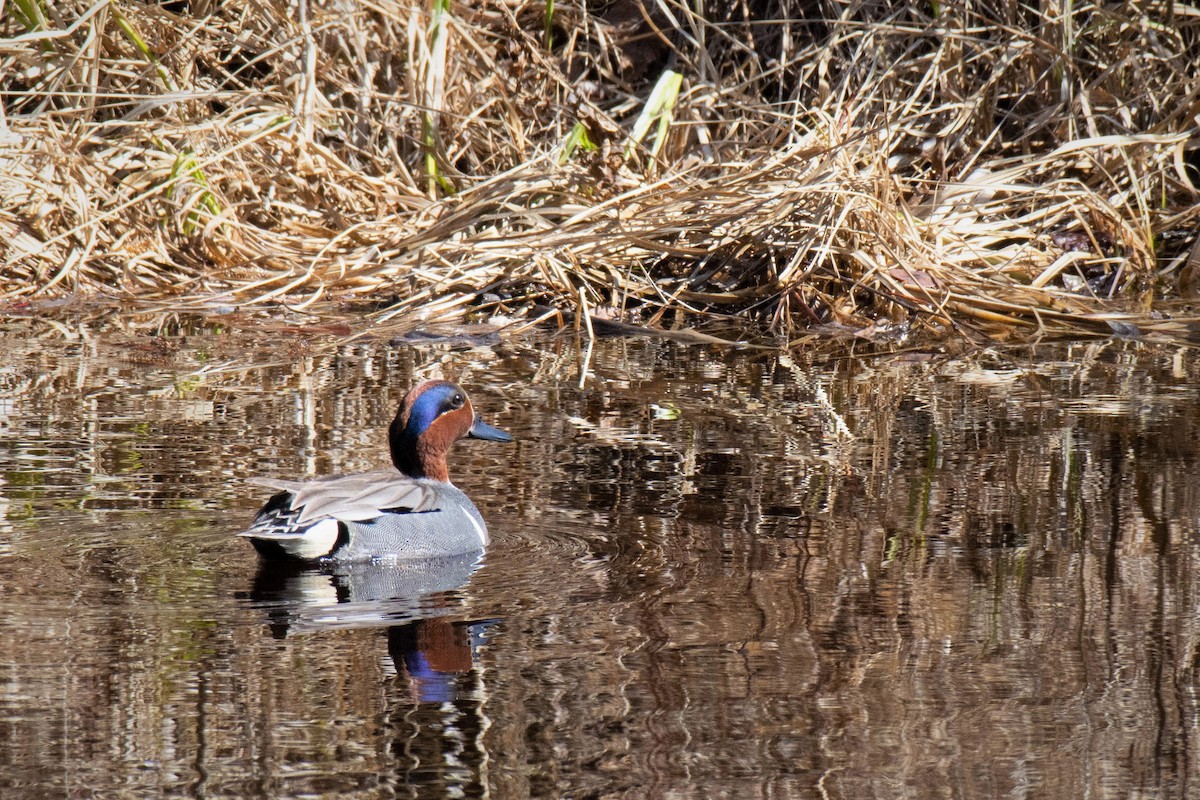 Green-winged Teal - Evan Warren