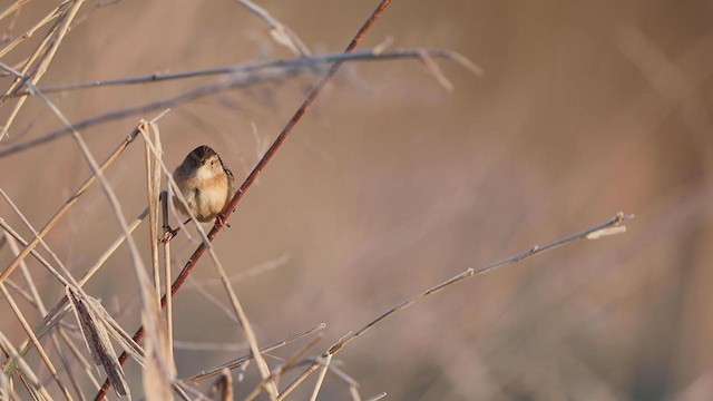 Sedge Wren - ML233960231