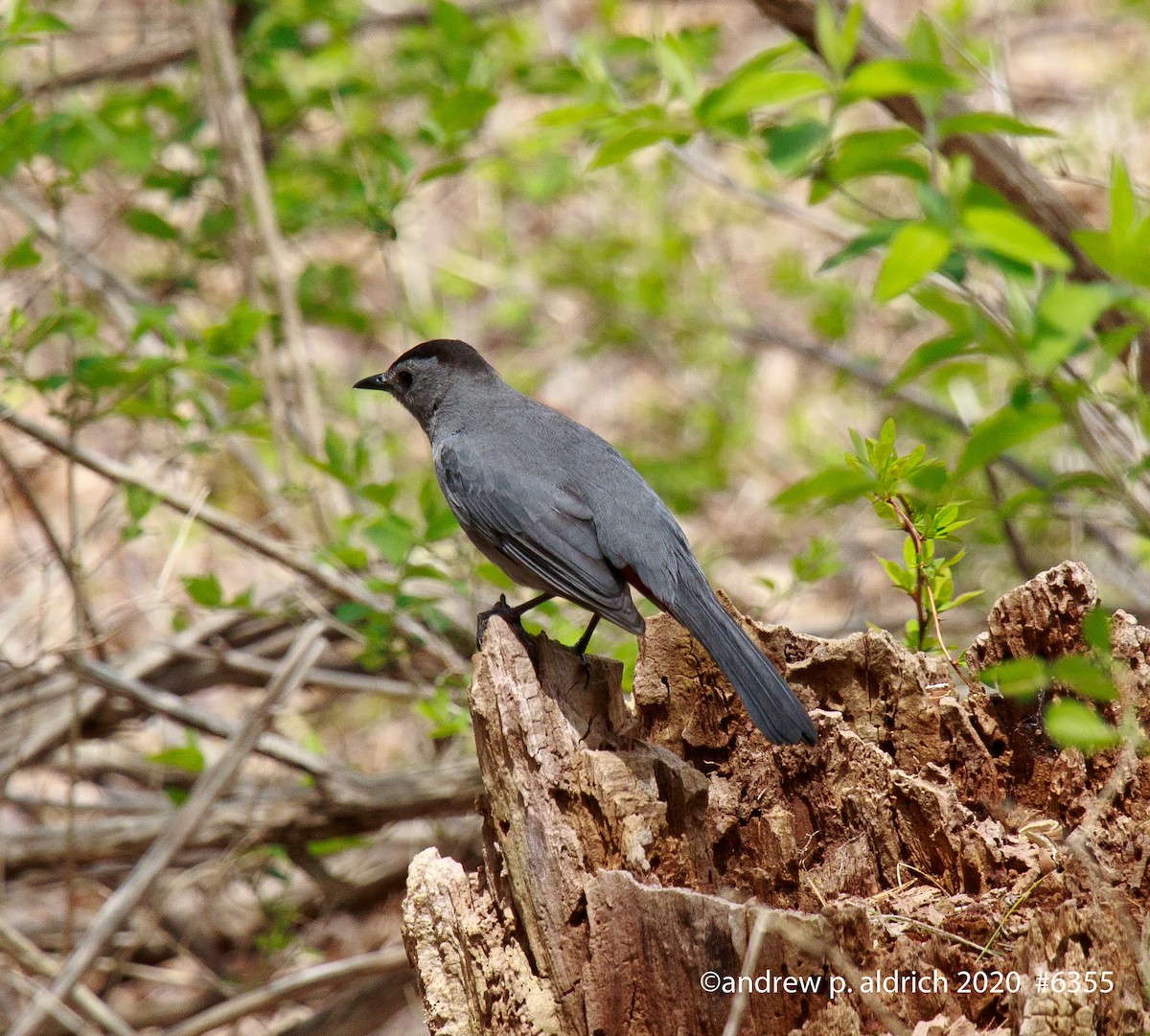 Gray Catbird - ML233960351