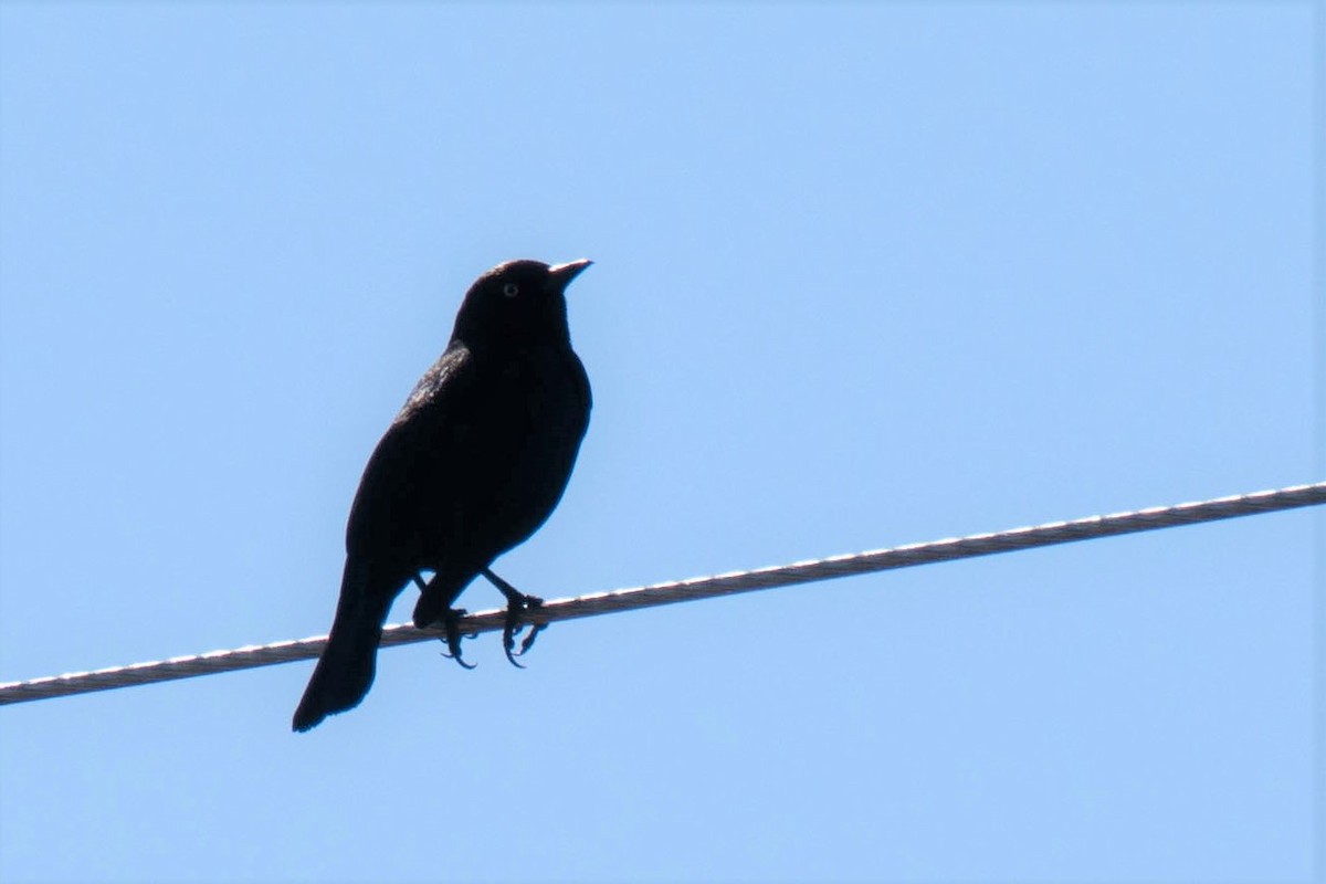 Rusty Blackbird - ML233960741