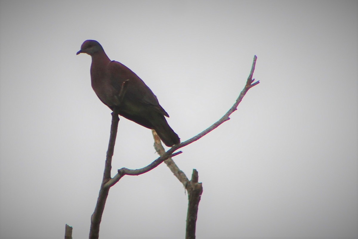 Pale-vented Pigeon - Oscar Alzate Arbelaez