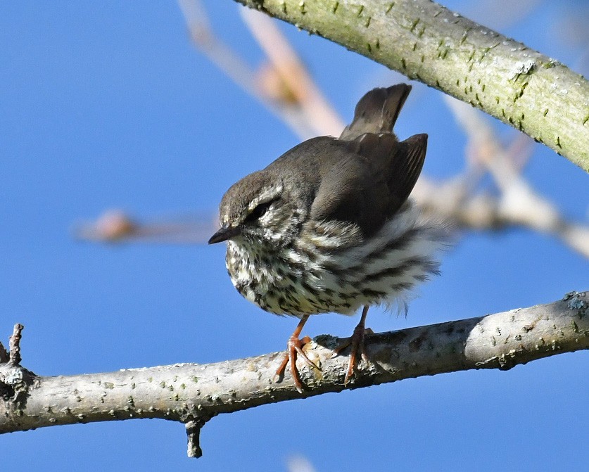 Northern Waterthrush - ML233963431