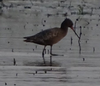 Spotted Redshank - ML233963511