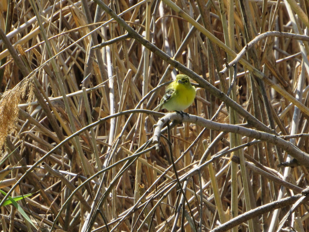 Yellow-throated Vireo - ML233963671