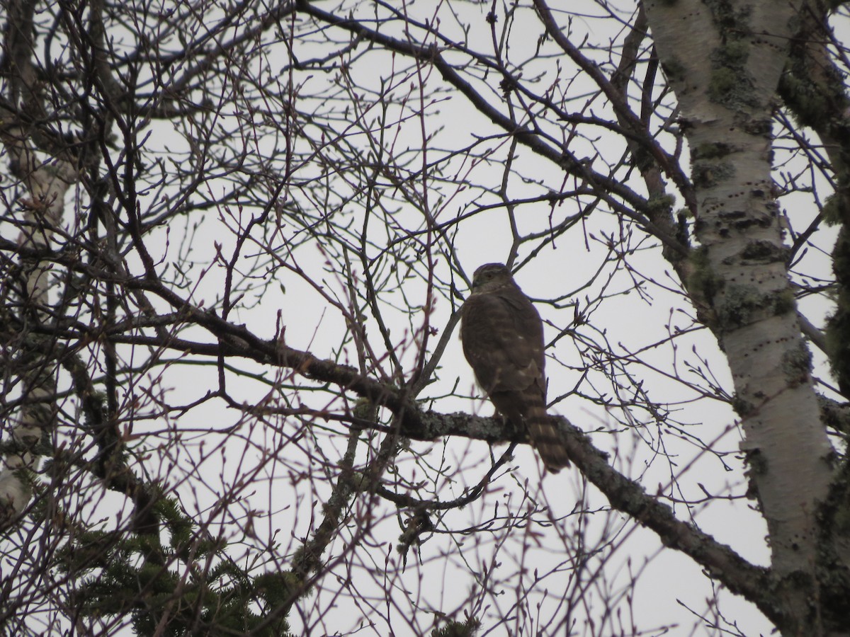 Sharp-shinned Hawk - ML233963701