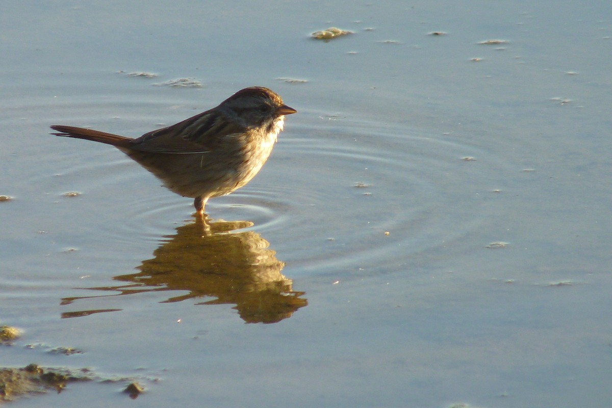 Swamp Sparrow - ML23396441