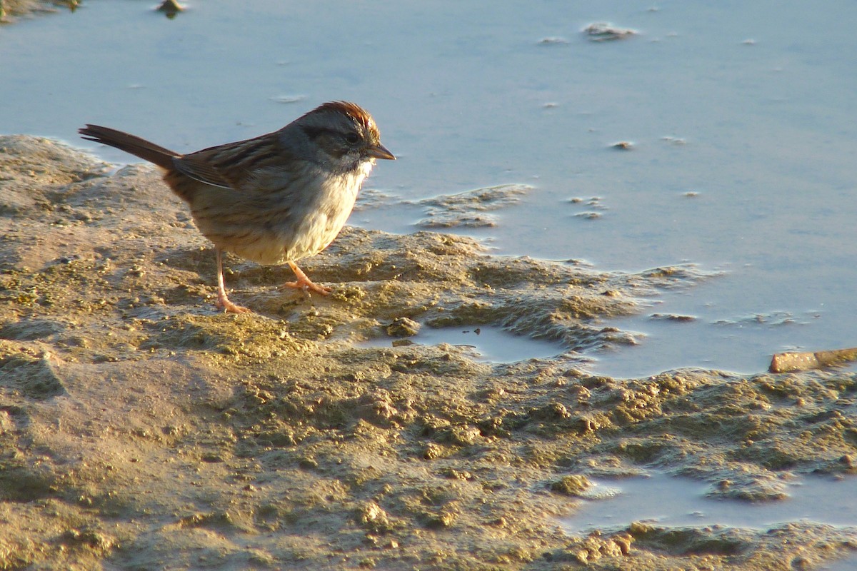 Swamp Sparrow - ML23396451