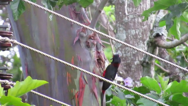 Araçari de Frantzius - ML233966191