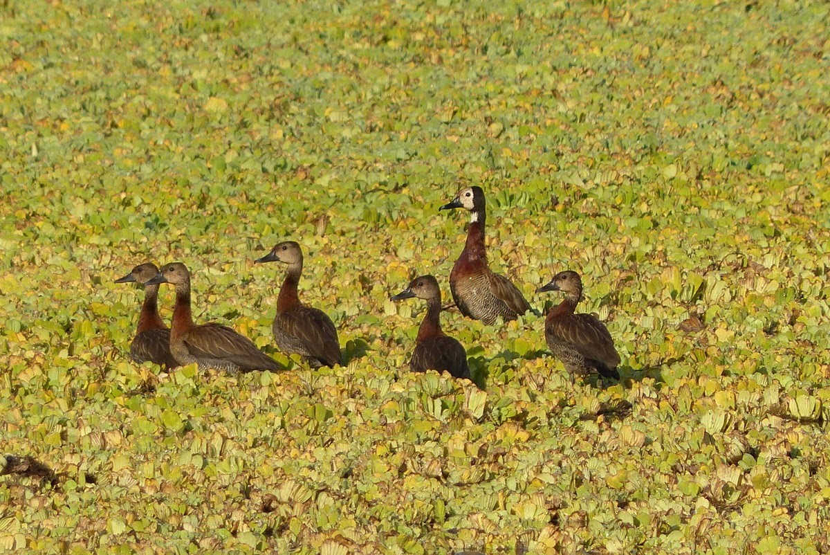 White-faced Whistling-Duck - Andy Frank