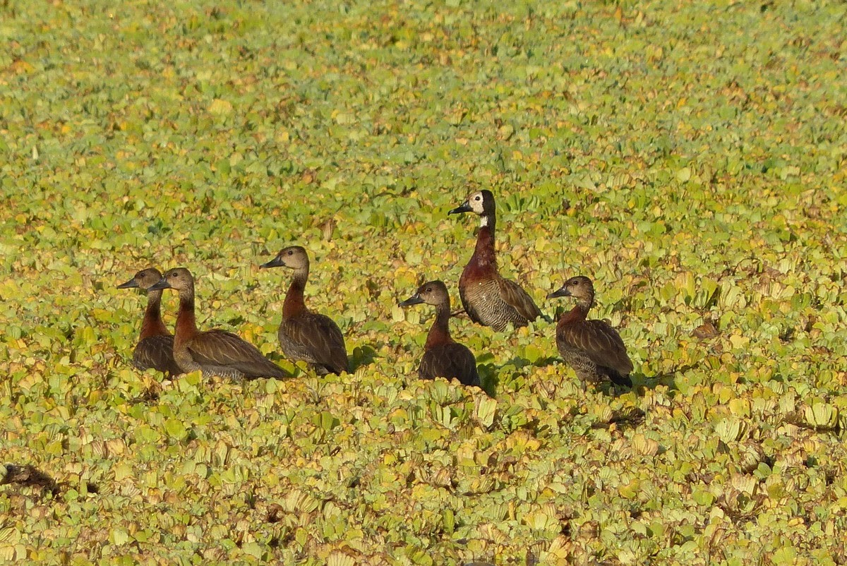 White-faced Whistling-Duck - ML233966791