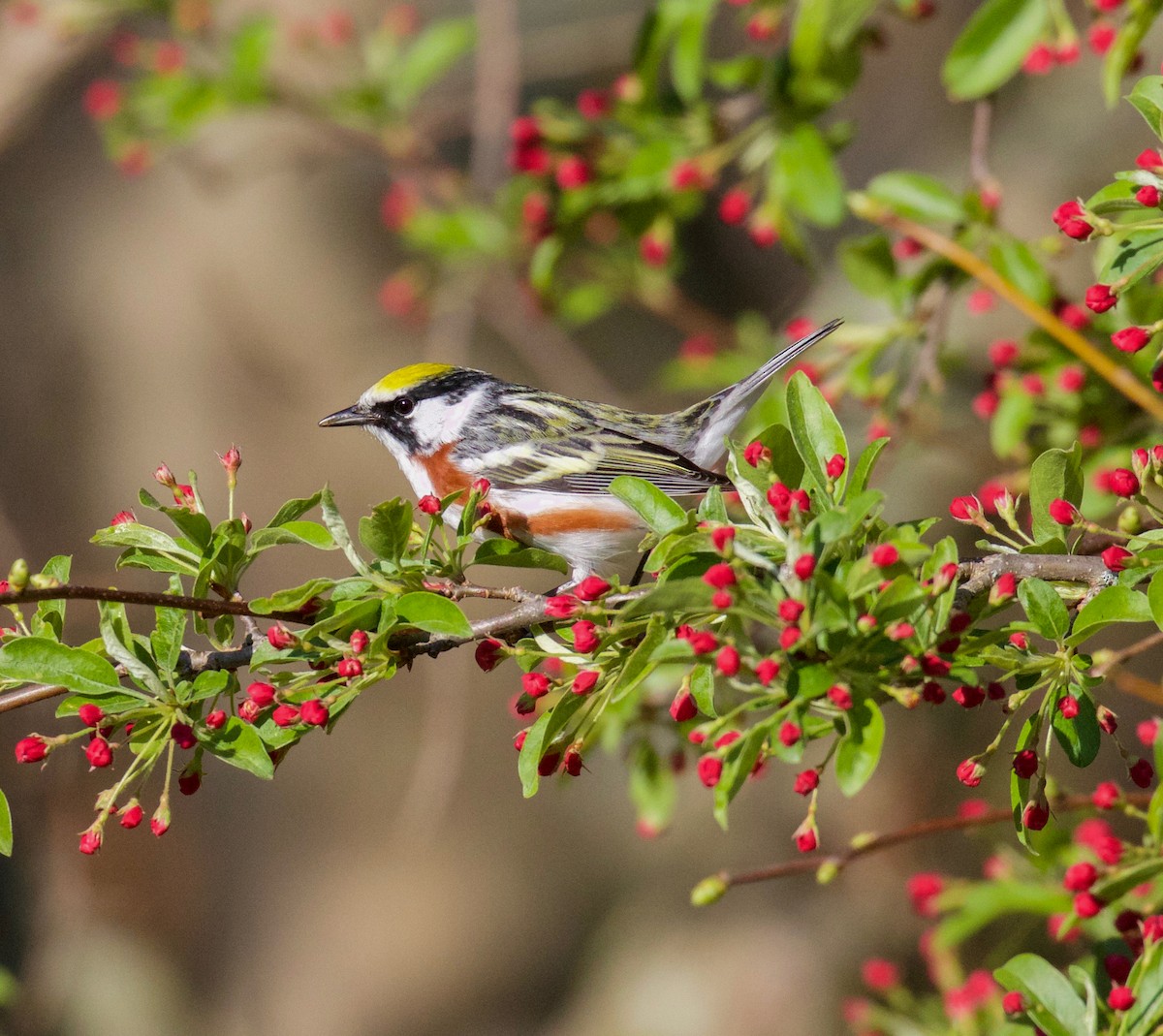 Chestnut-sided Warbler - ML233967301