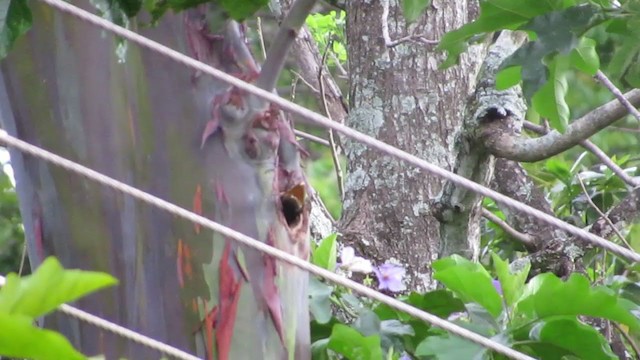 Araçari de Frantzius - ML233969581