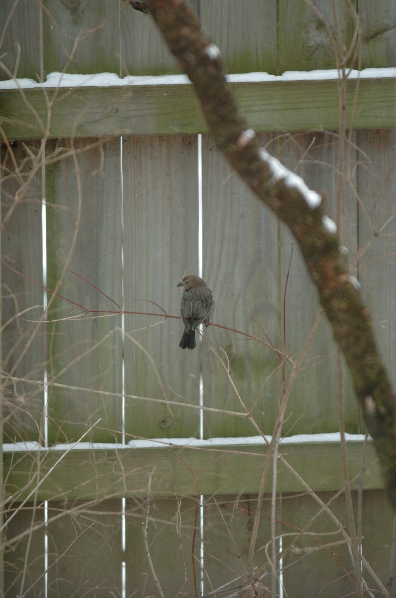 Brown-headed Cowbird - ML23396981