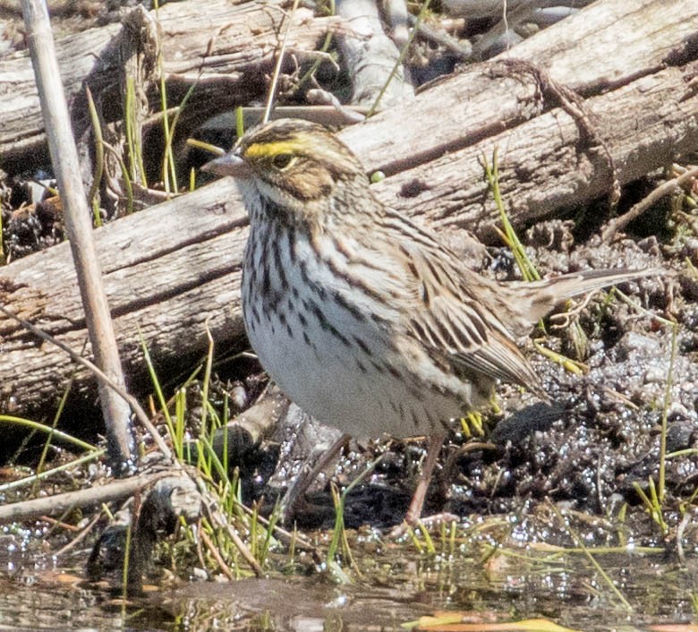 Savannah Sparrow - Robert Bochenek