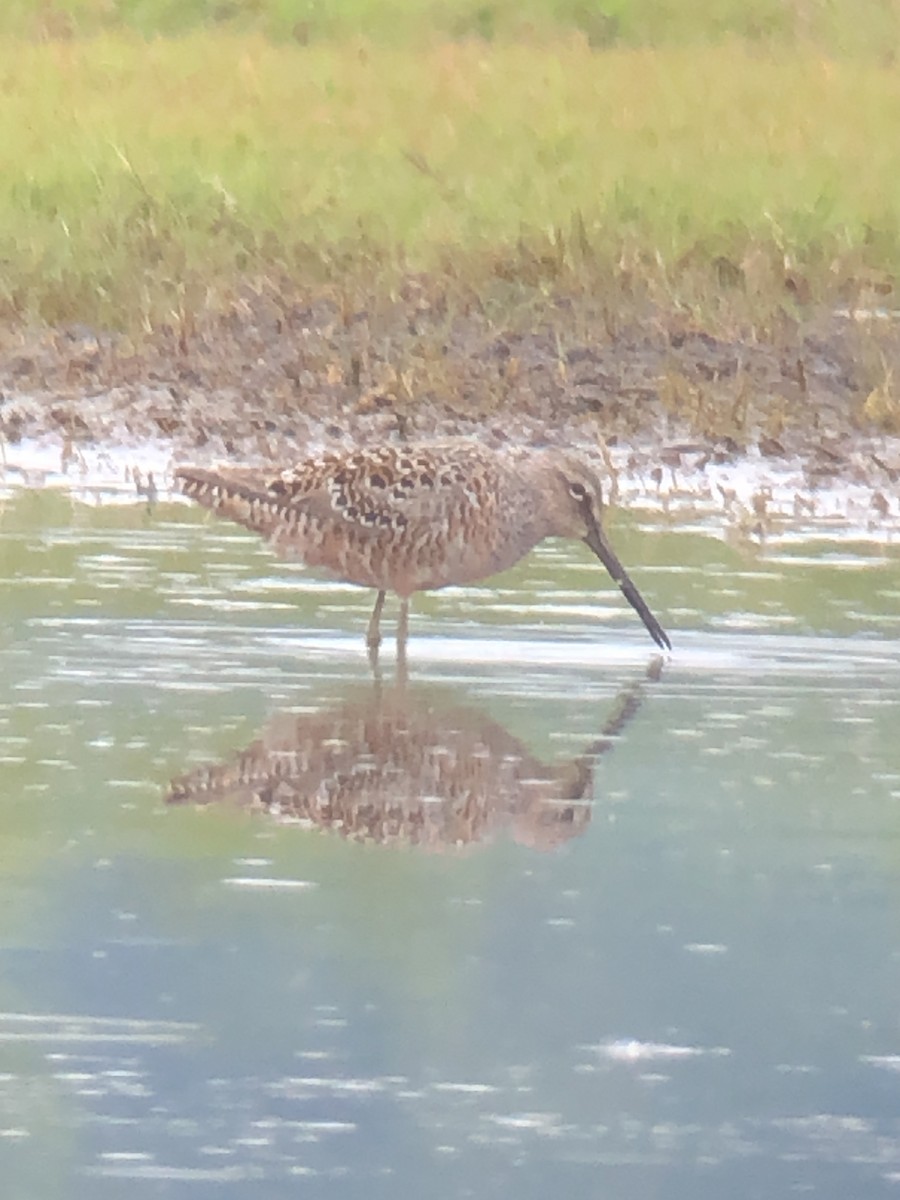 Long-billed Dowitcher - ML233973991