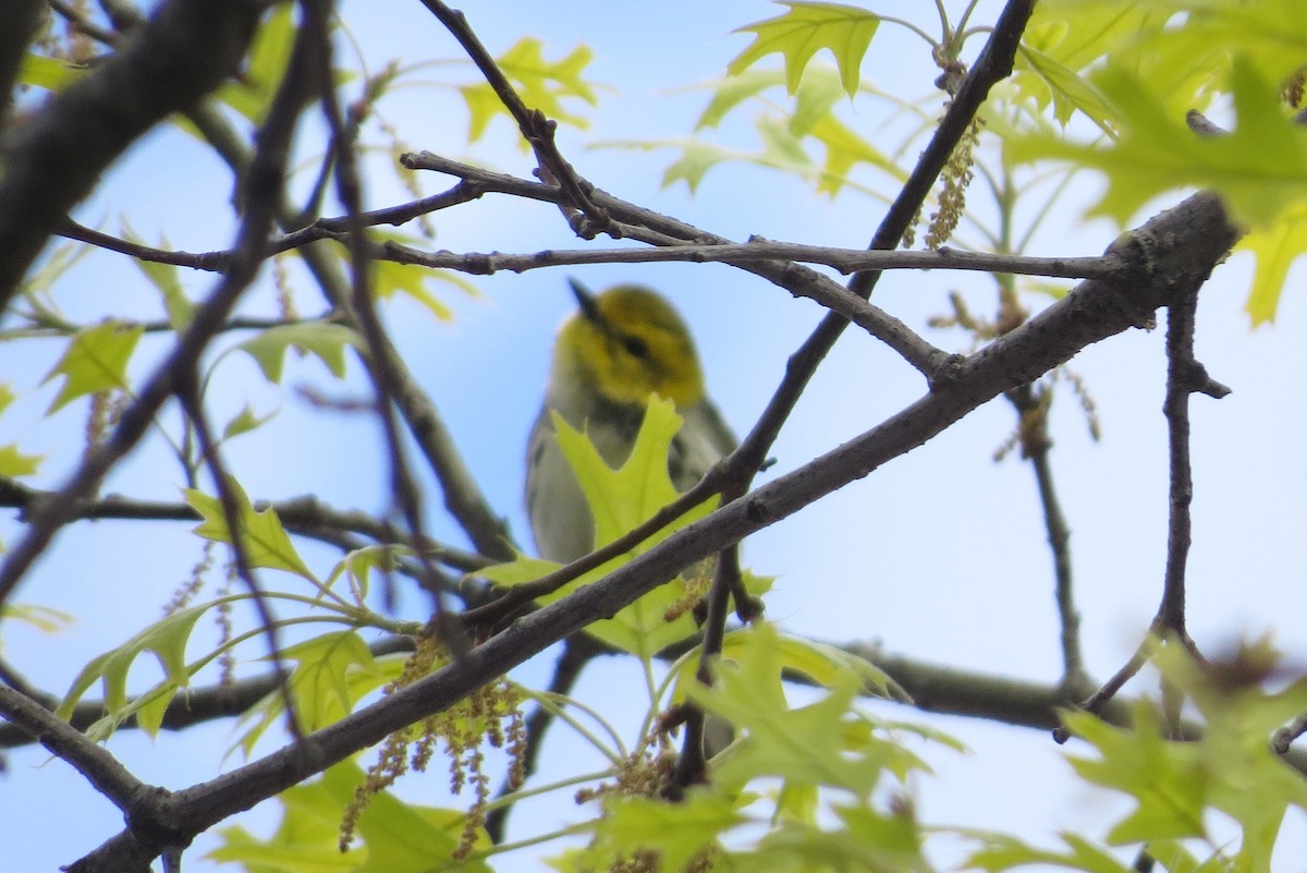 Grünmantel-Waldsänger - ML233974461