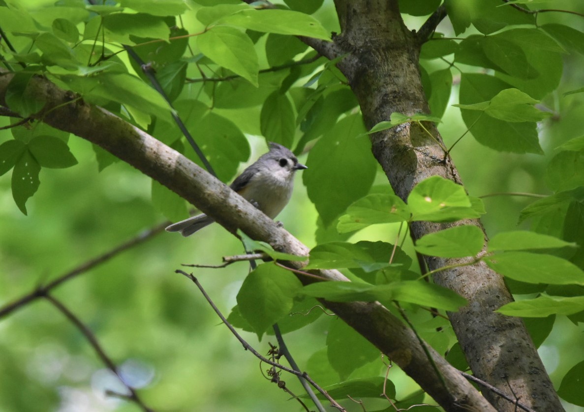 Tufted Titmouse - ML233975081