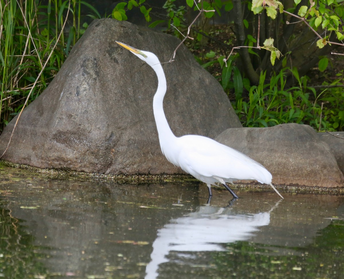 Great Egret - ML233975561