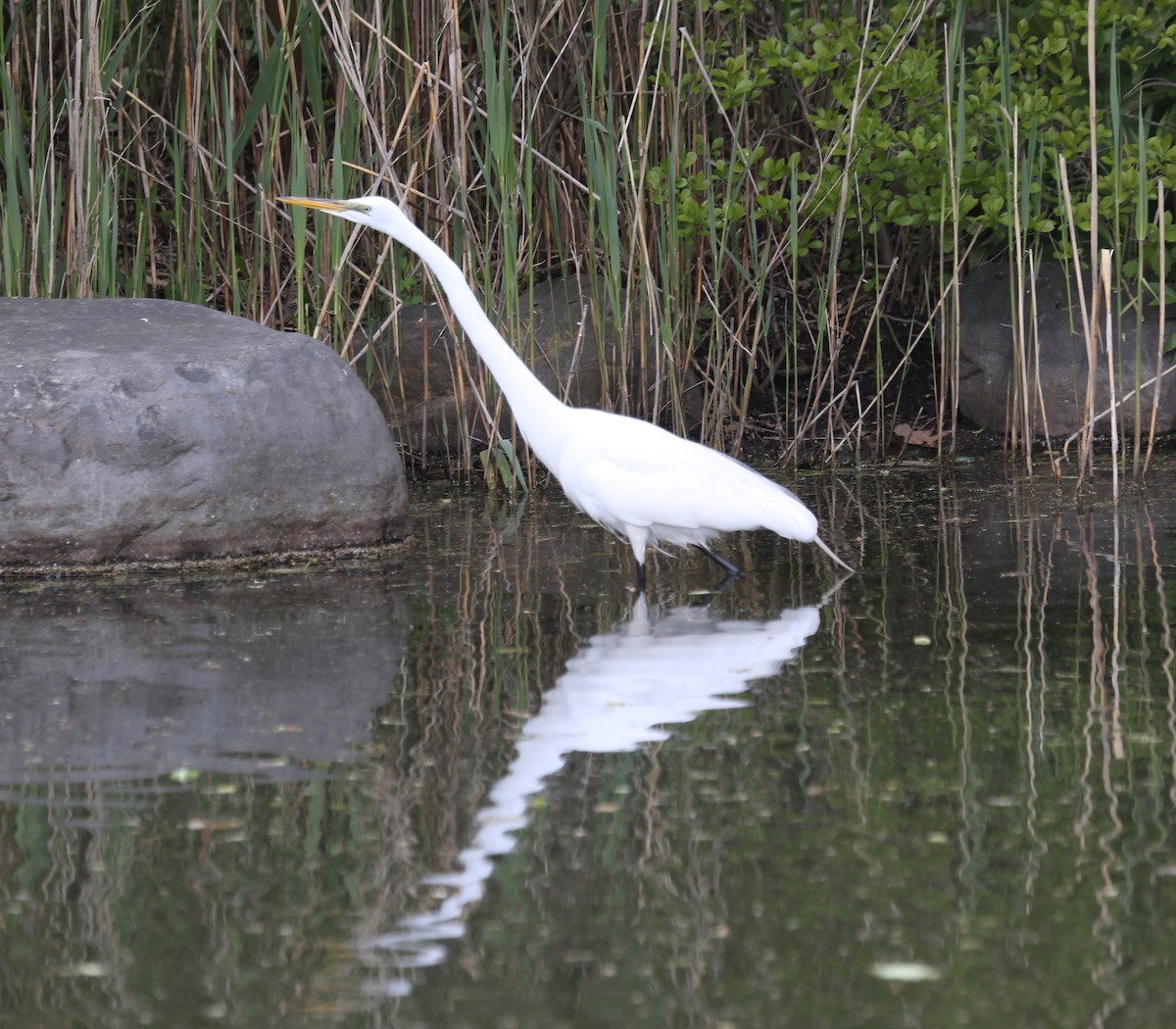 Great Egret - ML233975581