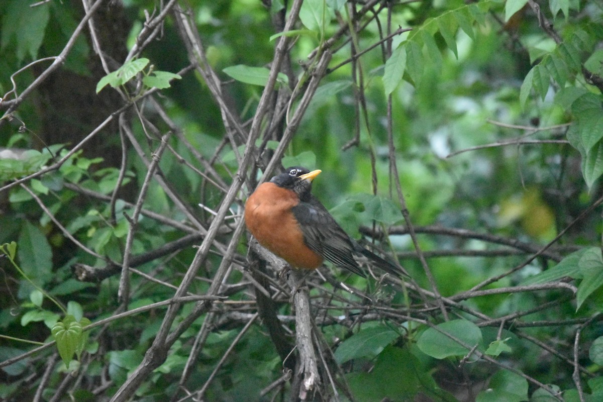 American Robin - ML233976581