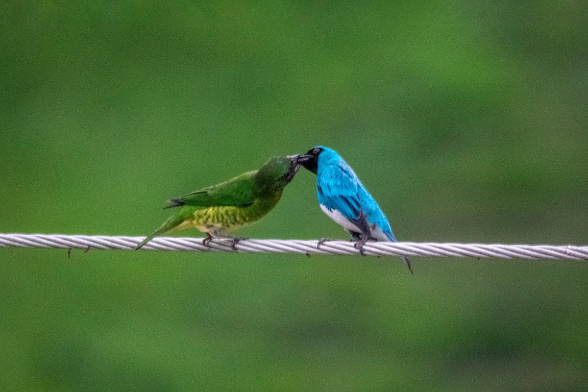 Swallow Tanager - Leida  Ramirez