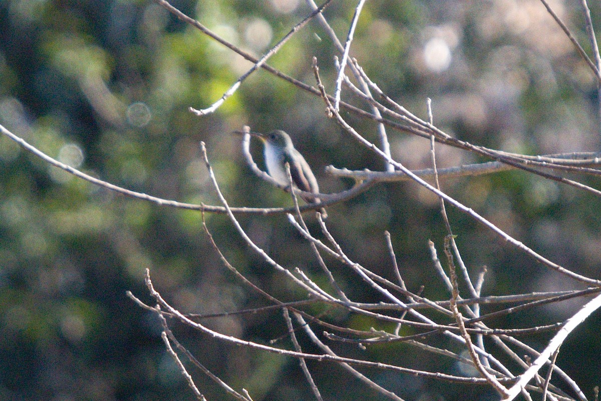 White-bellied Hummingbird - ML233977731