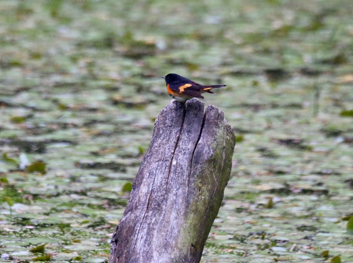 American Redstart - ML233978251