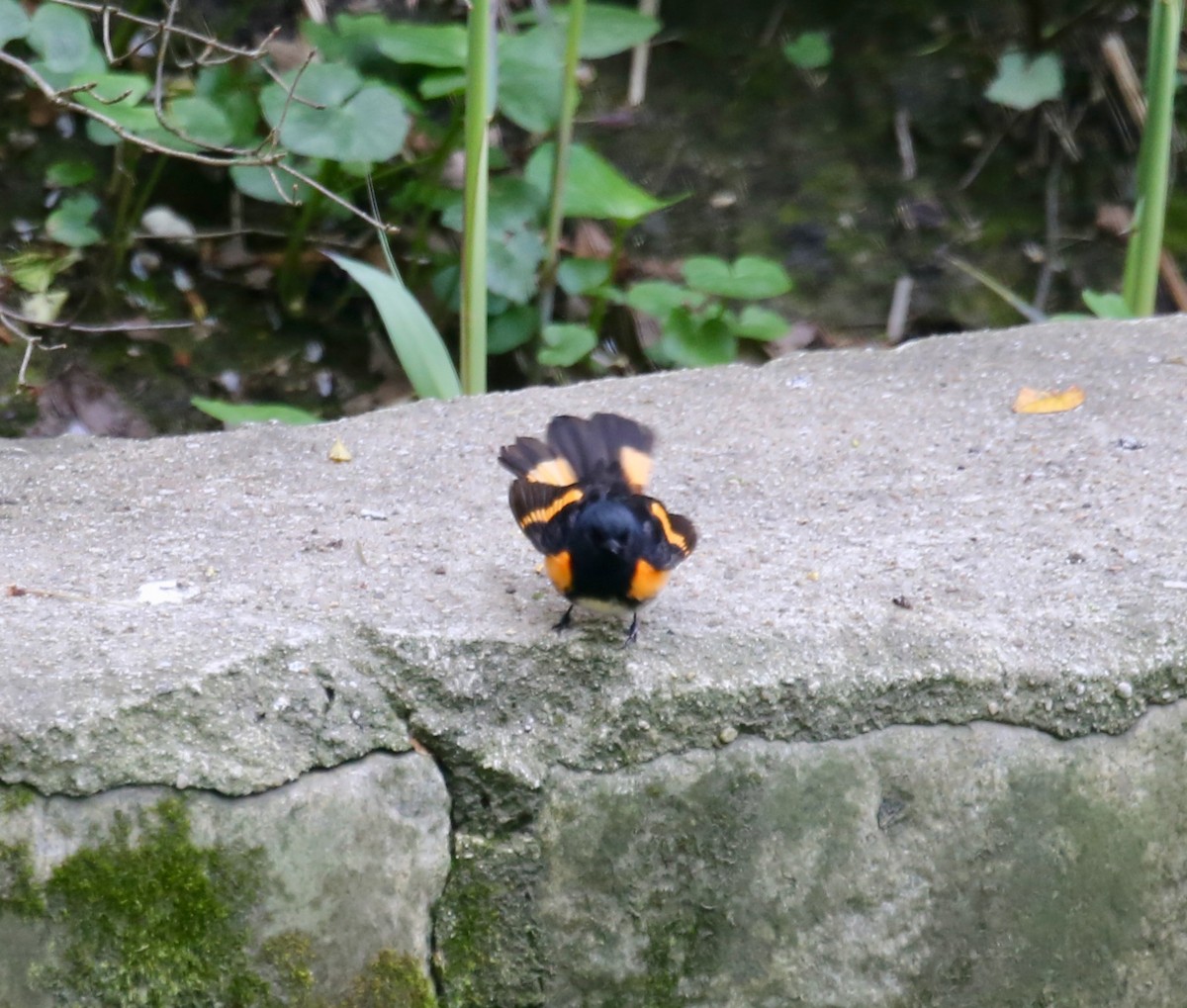 American Redstart - ML233978301