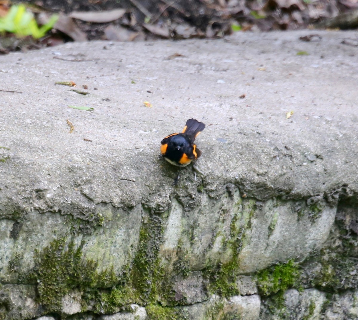 American Redstart - ML233978341