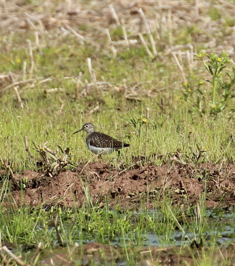 Solitary Sandpiper - ML233981371