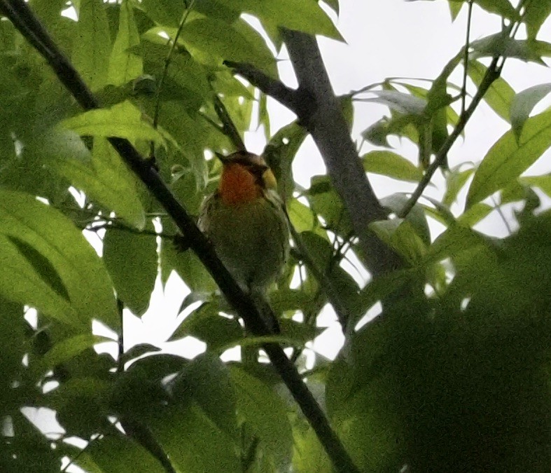 Blackburnian Warbler - ML233981421