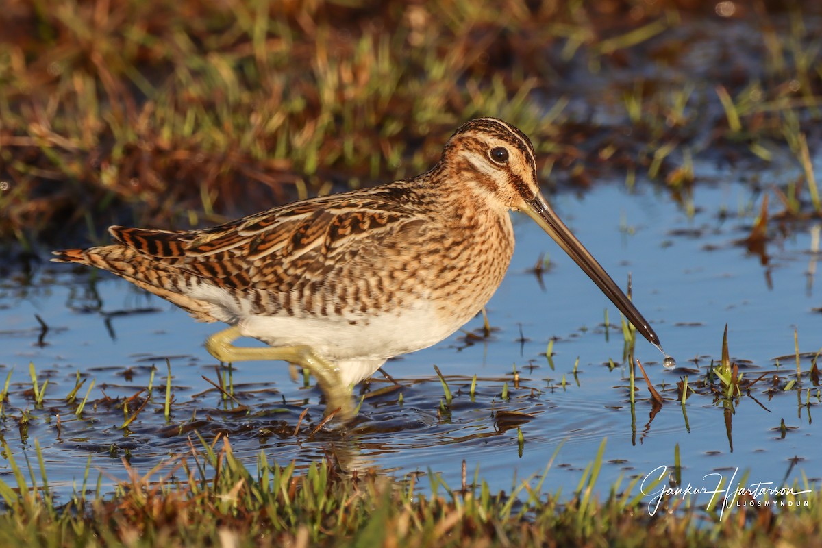 Common Snipe - ML233982201