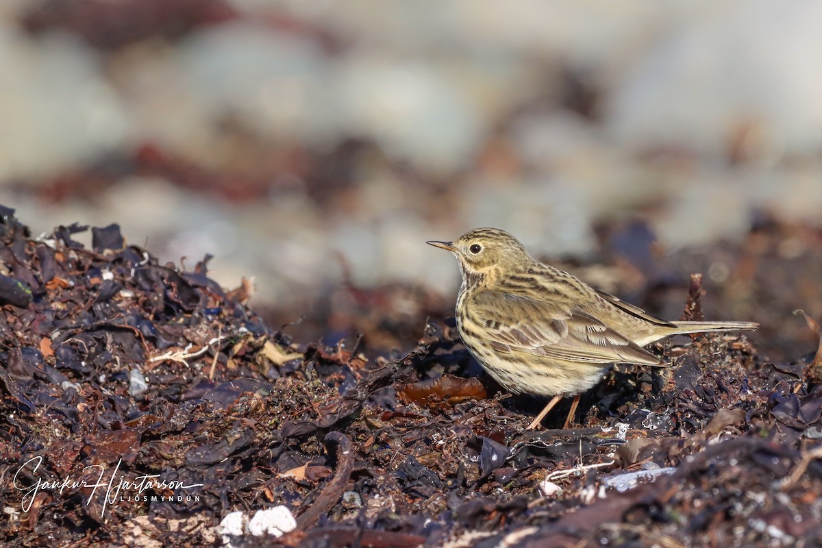 Meadow Pipit - ML233982501