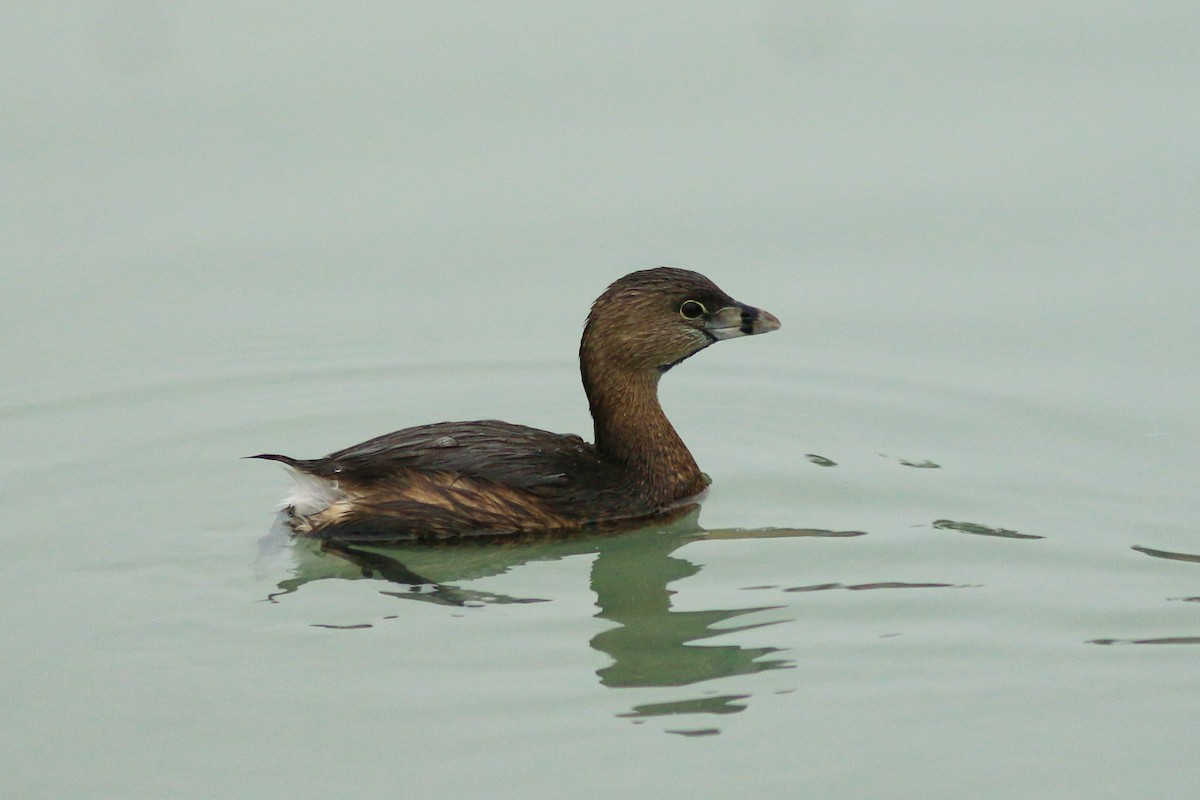 Pied-billed Grebe - ML233983221