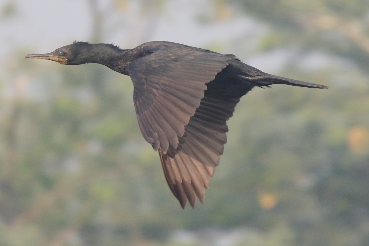 Indian Cormorant - ML233985171