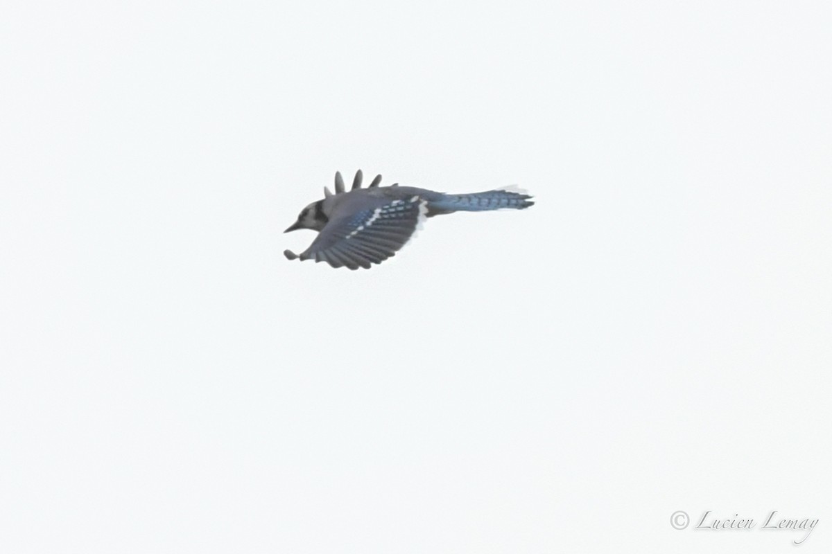 Blue Jay - ML233987471