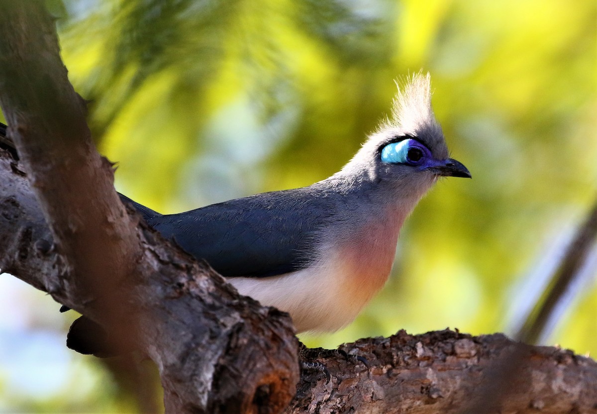 Crested Coua - ML233987681