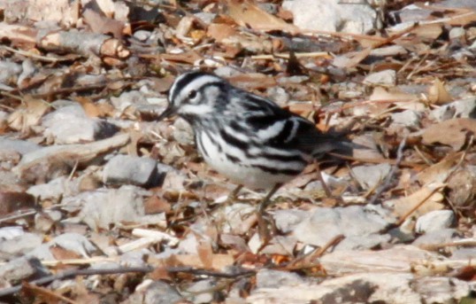 Black-and-white Warbler - ML233988801
