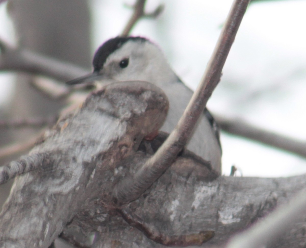 White-breasted Nuthatch - ML23398881