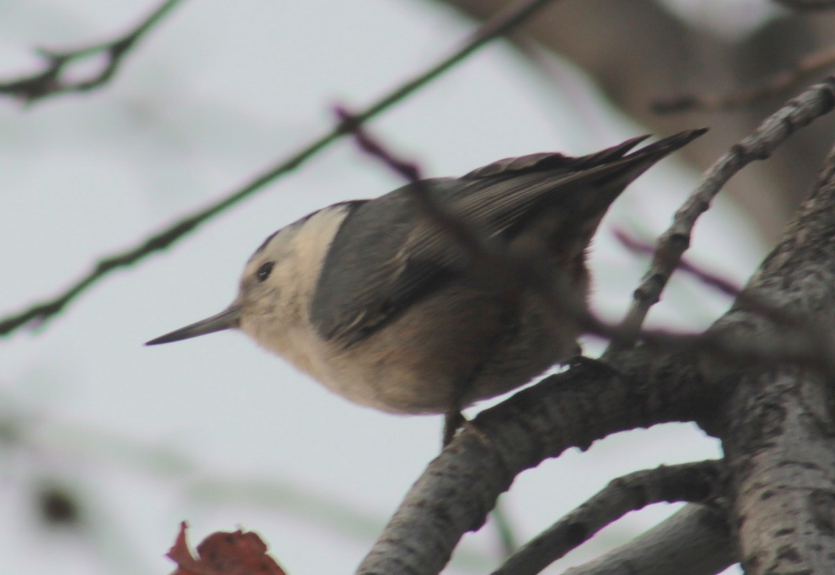 White-breasted Nuthatch - ML23398891