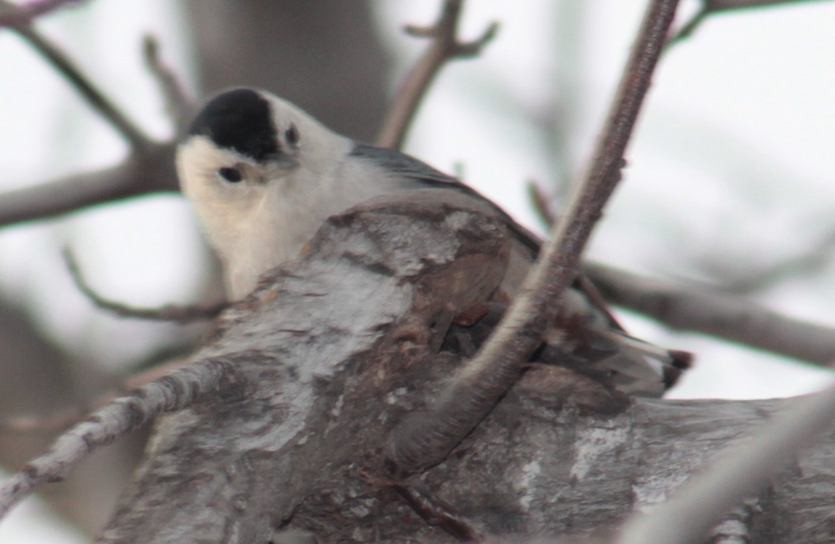 White-breasted Nuthatch - ML23398901