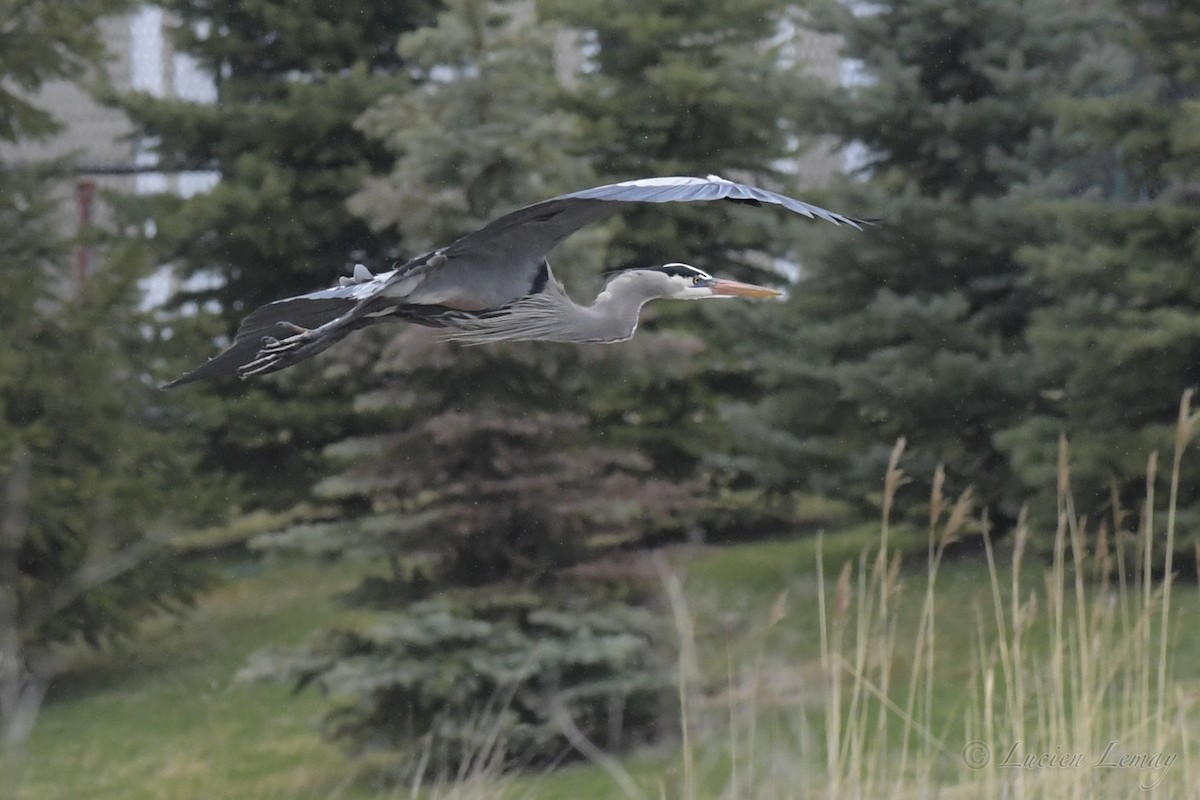 Great Blue Heron - Lucien Lemay