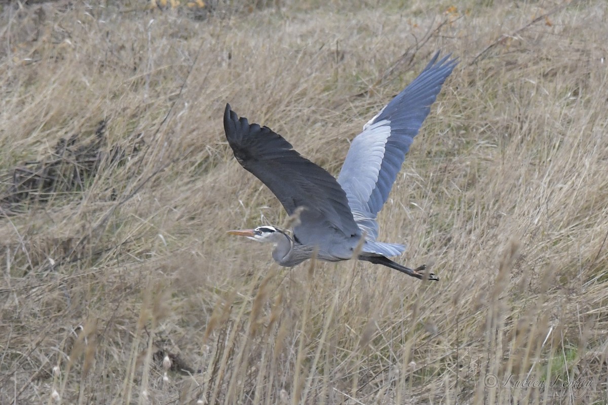 Great Blue Heron - Lucien Lemay